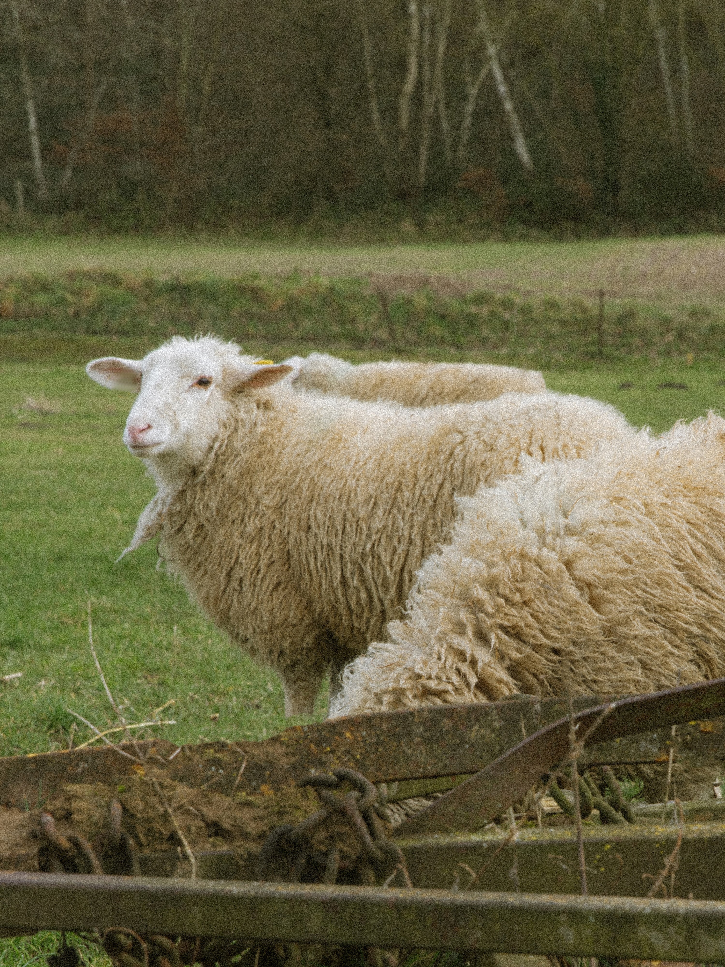 Black Wool Belt Trousers  (Wide Fit)